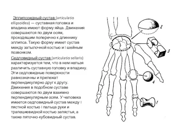 Эллипсоидный сустав (articulatio ellipsoidea) — суставная головка и впадина имеют