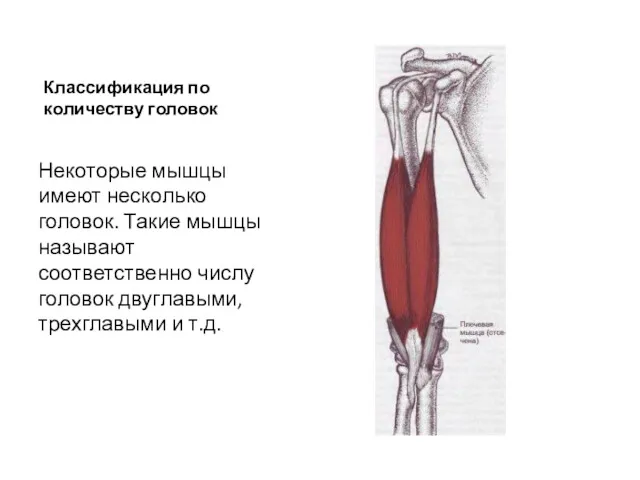 Классификация по количеству головок Некоторые мышцы имеют несколько головок. Такие