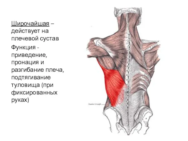 Широчайшая – действует на плечевой сустав Функция - приведение, пронация