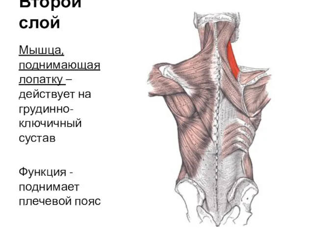 Второй слой Мышца, поднимающая лопатку – действует на грудинно-ключичный сустав Функция - поднимает плечевой пояс