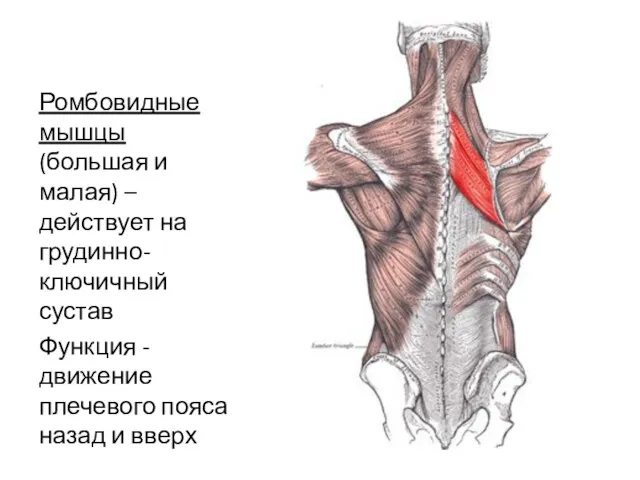Ромбовидные мышцы (большая и малая) – действует на грудинно-ключичный сустав
