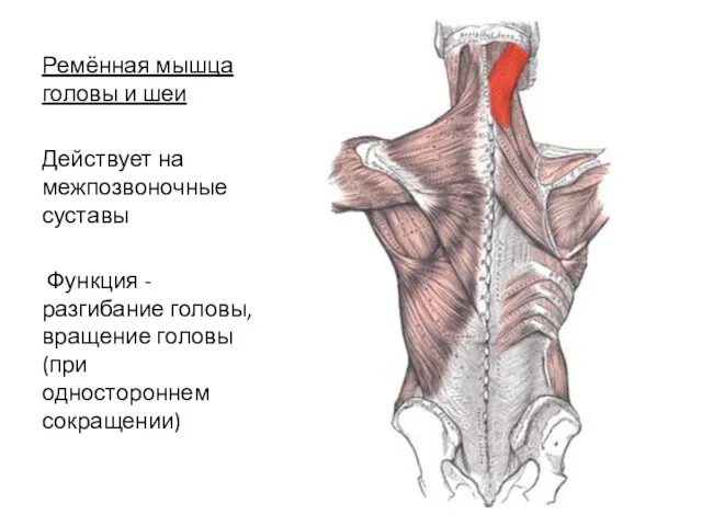 Ремённая мышца головы и шеи Действует на межпозвоночные суставы Функция