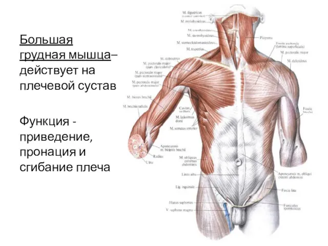 Большая грудная мышца– действует на плечевой сустав Функция - приведение, пронация и сгибание плеча