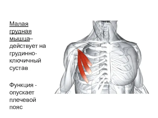 Малая грудная мышца– действует на грудинно-ключичный сустав Функция - опускает плечевой пояс