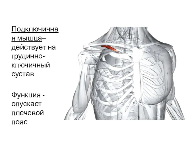 Подключичная мышца– действует на грудинно-ключичный сустав Функция - опускает плечевой пояс