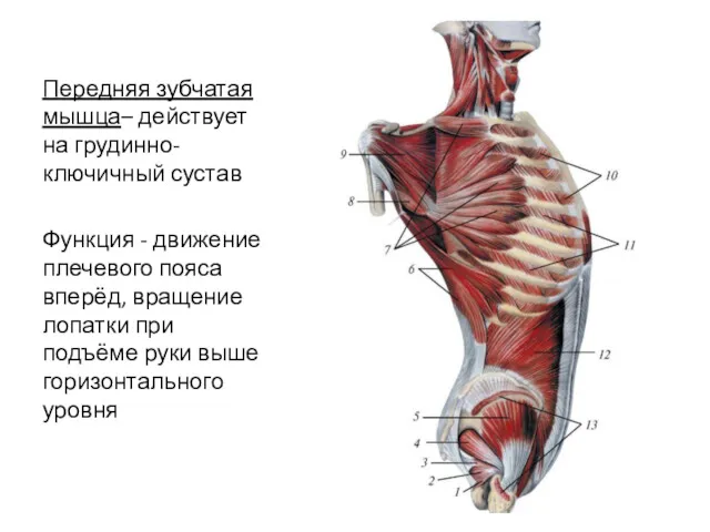 Передняя зубчатая мышца– действует на грудинно-ключичный сустав Функция - движение