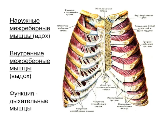 Наружные межреберные мышцы (вдох) Внутренние межреберные мышцы (выдох) Функция - дыхательные мышцы