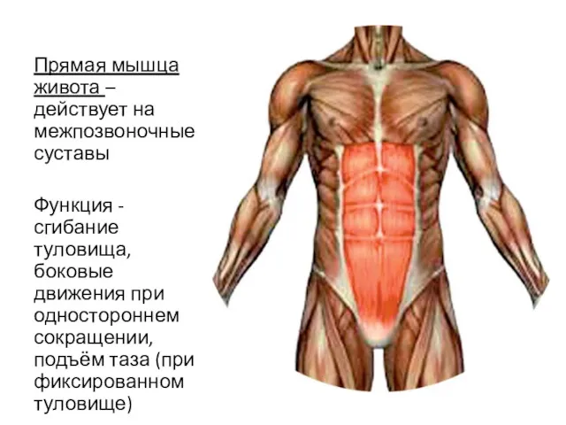 Прямая мышца живота – действует на межпозвоночные суставы Функция -