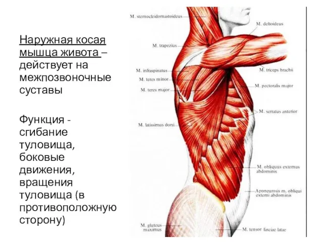 Наружная косая мышца живота – действует на межпозвоночные суставы Функция