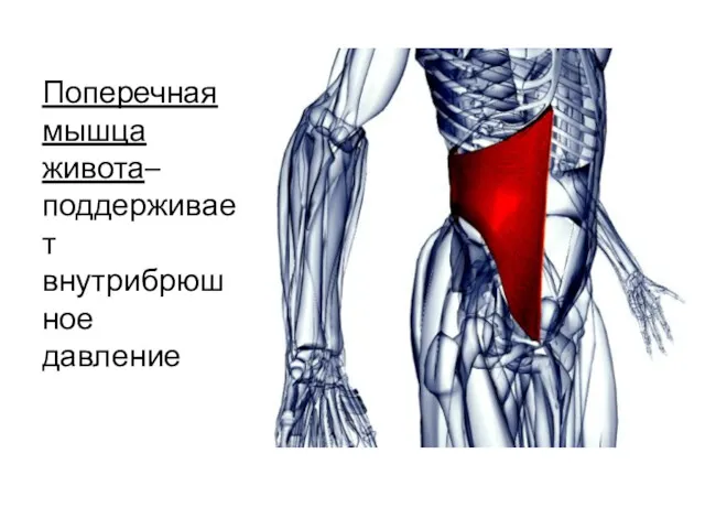 Поперечная мышца живота– поддерживает внутрибрюшное давление