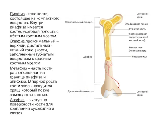 Диафиз - тело кости, состоящее из компактного вещества. Внутри диафиза