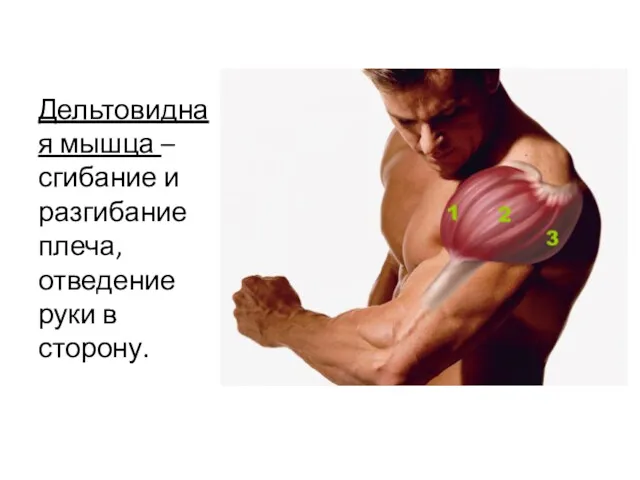 Дельтовидная мышца – сгибание и разгибание плеча, отведение руки в сторону.