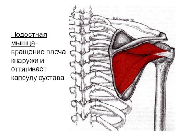 Подостная мышца– вращение плеча кнаружи и оттягивает капсулу сустава