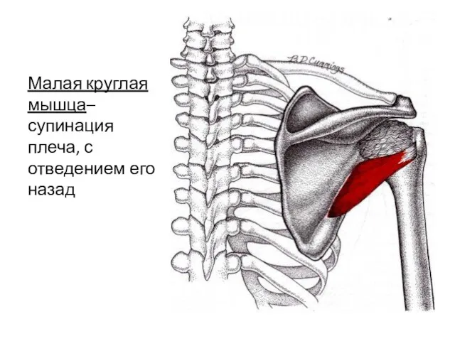 Малая круглая мышца– супинация плеча, с отведением его назад