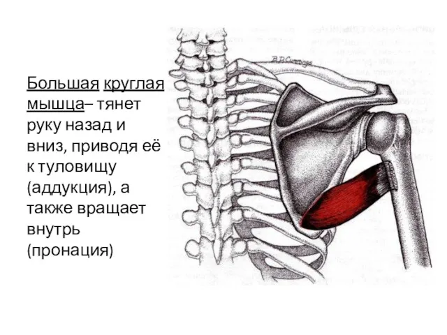 Большая круглая мышца– тянет руку назад и вниз, приводя её