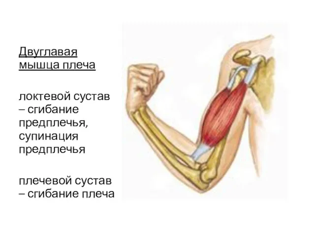 Двуглавая мышца плеча локтевой сустав – сгибание предплечья, супинация предплечья плечевой сустав – сгибание плеча