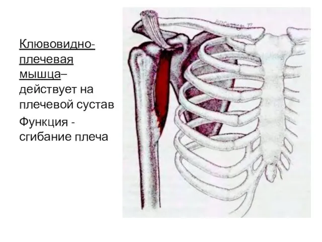 Клювовидно-плечевая мышца– действует на плечевой сустав Функция - сгибание плеча