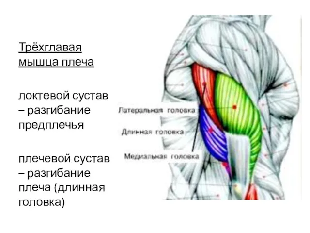 Трёхглавая мышца плеча локтевой сустав – разгибание предплечья плечевой сустав – разгибание плеча (длинная головка)