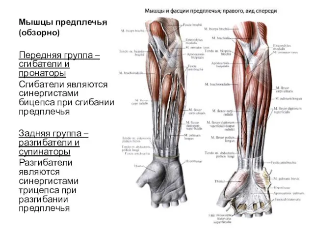 Мышцы предплечья (обзорно) Передняя группа – сгибатели и пронаторы Сгибатели