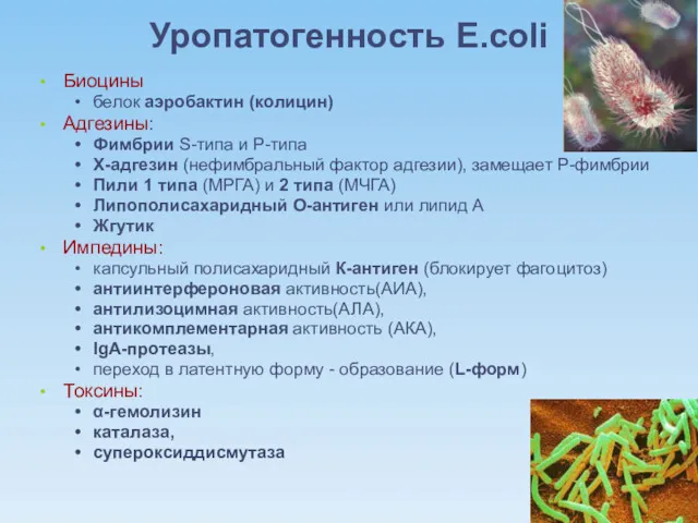 Уропатогенность E.coli Биоцины белок аэробактин (колицин) Адгезины: Фимбрии S-типа и