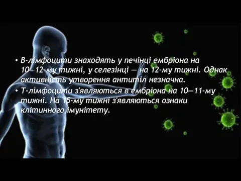 В-лімфоцити знаходять у печінці ембріона на 10—12-му тижні, у се­лезінці