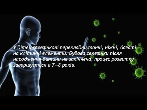 У дітей селезінкові перекладки тонкі, ніжні, багаті на клітинні елементи.