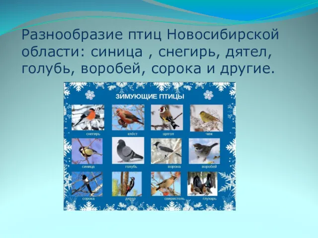 Разнообразие птиц Новосибирской области: синица , снегирь, дятел, голубь, воробей, сорока и другие.