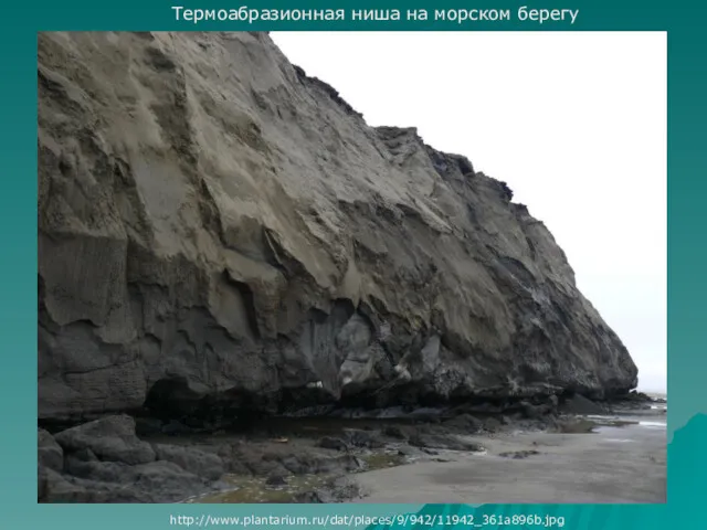 Термоабразионная ниша на морском берегу http://www.plantarium.ru/dat/places/9/942/11942_361a896b.jpg