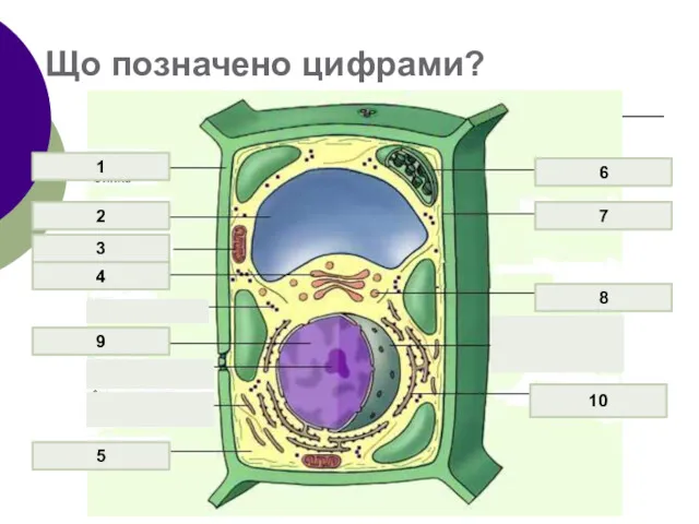 Що позначено цифрами? 6 7 8 9 1 2 3 4 5 ЕПС 10