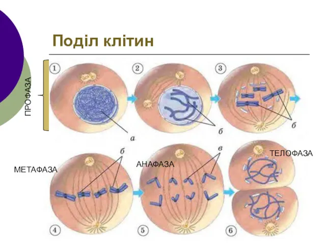 Поділ клітин ПРОФАЗА МЕТАФАЗА АНАФАЗА ТЕЛОФАЗА