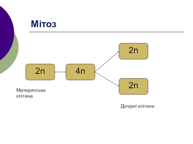 Мітоз 2n 4n 2n 2n Материнська клітина Дочірні клітини