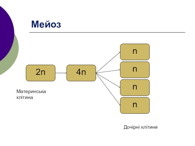 Мейоз 2n 4n n n Материнська клітина Дочірні клітини n n