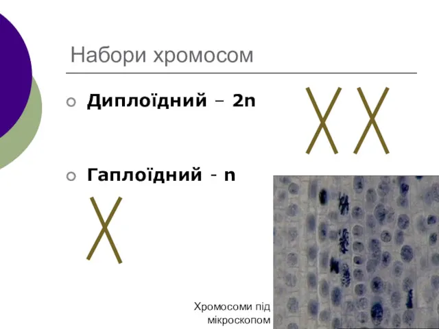 Набори хромосом Диплоїдний – 2n Гаплоїдний - n Хромосоми під мікроскопом