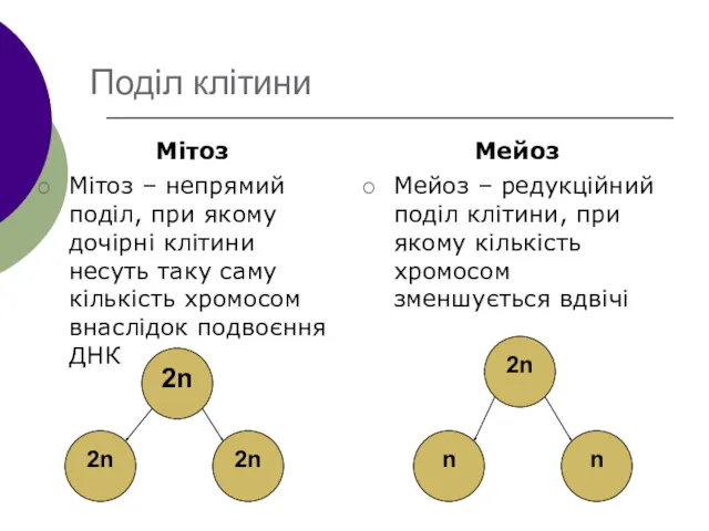 Поділ клітини Мітоз Мітоз – непрямий поділ, при якому дочірні