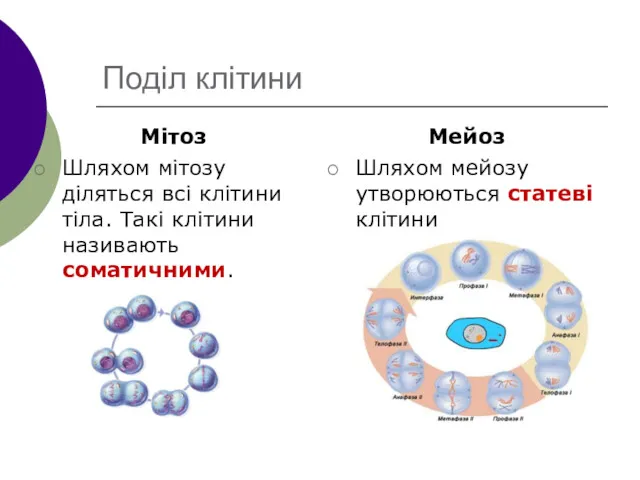 Поділ клітини Мітоз Шляхом мітозу діляться всі клітини тіла. Такі