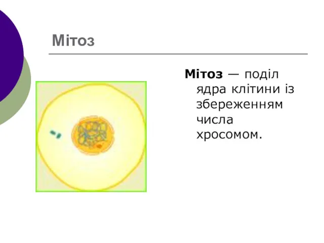 Мітоз Мітоз — поділ ядра клітини із збереженням числа хросомом.