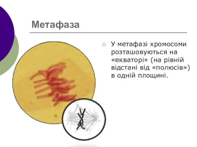 Метафаза У метафазі хромосоми розташовуються на «екваторі» (на рівній відстані від «полюсів») в одній площині.