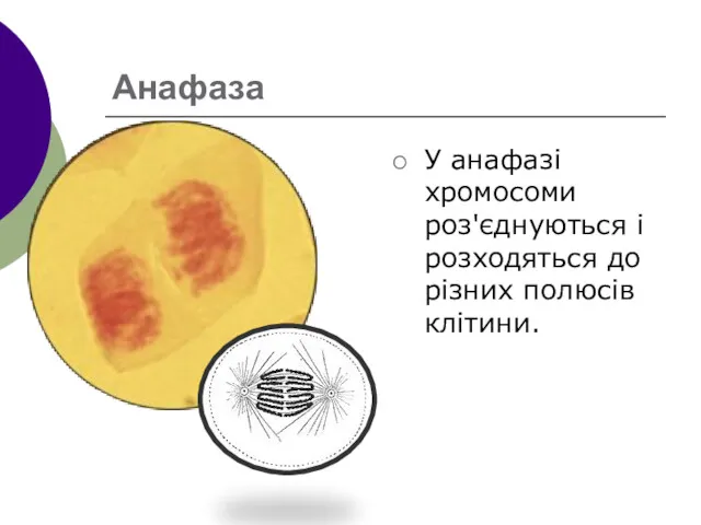 Анафаза У анафазі хромосоми роз'єднуються і розходяться до різних полюсів клітини.