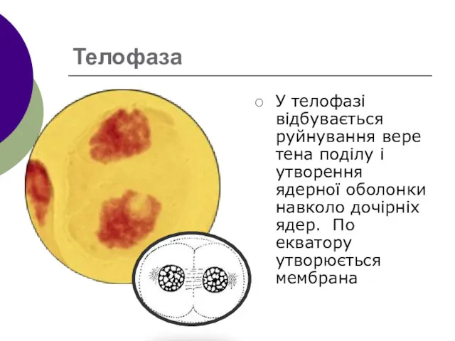 Телофаза У телофазі відбувається руйнування веретена поділу і утворення ядерної