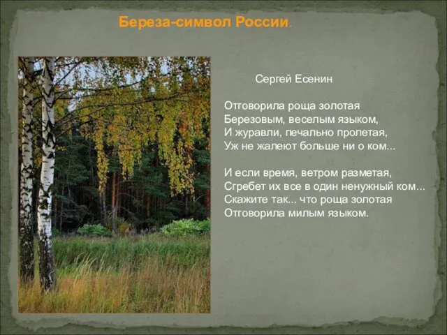 Береза-символ России. Сергей Есенин Отговорила роща золотая Березовым, веселым языком,