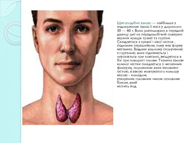 Щитоподібна залоза — найбільша з ендокринних залоз; її маса у