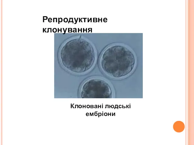 Репродуктивне клонування Клоновані людські ембріони