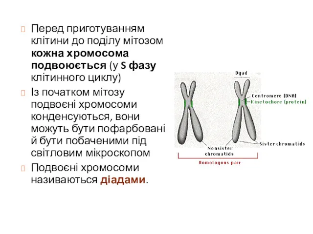 Перед приготуванням клітини до поділу мітозом кожна хромосома подвоюється (у