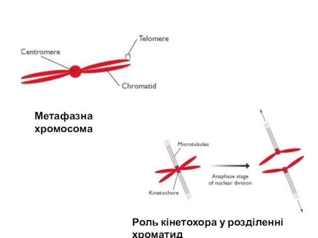 Метафазна хромосома Роль кінетохора у розділенні хроматид