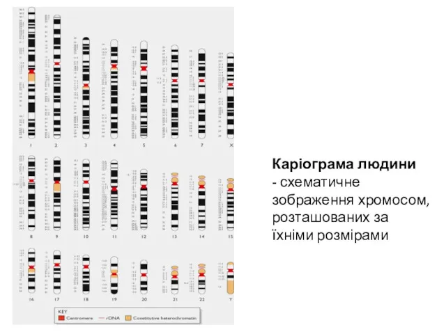 Каріограма людини - схематичне зображення хромосом, розташованих за їхніми розмірами