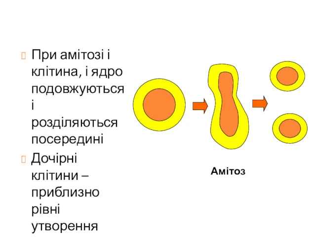 При амітозі і клітина, і ядро подовжуються і розділяються посередині