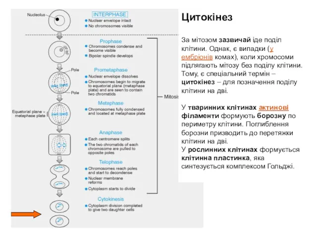 Цитокінез За мітозом зазвичай іде поділ клітини. Однак, є випадки