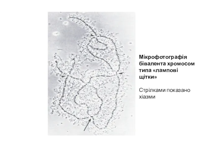 Мікрофотографія бівалента хромосом типа «лампові щітки» Стрілками показано хіазми