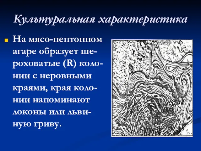 Культуральная характеристика На мясо-пептонном агаре образует ше-роховатые (R) коло-нии с