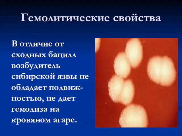 Гемолитические свойства В отличие от сходных бацилл возбудитель сибирской язвы